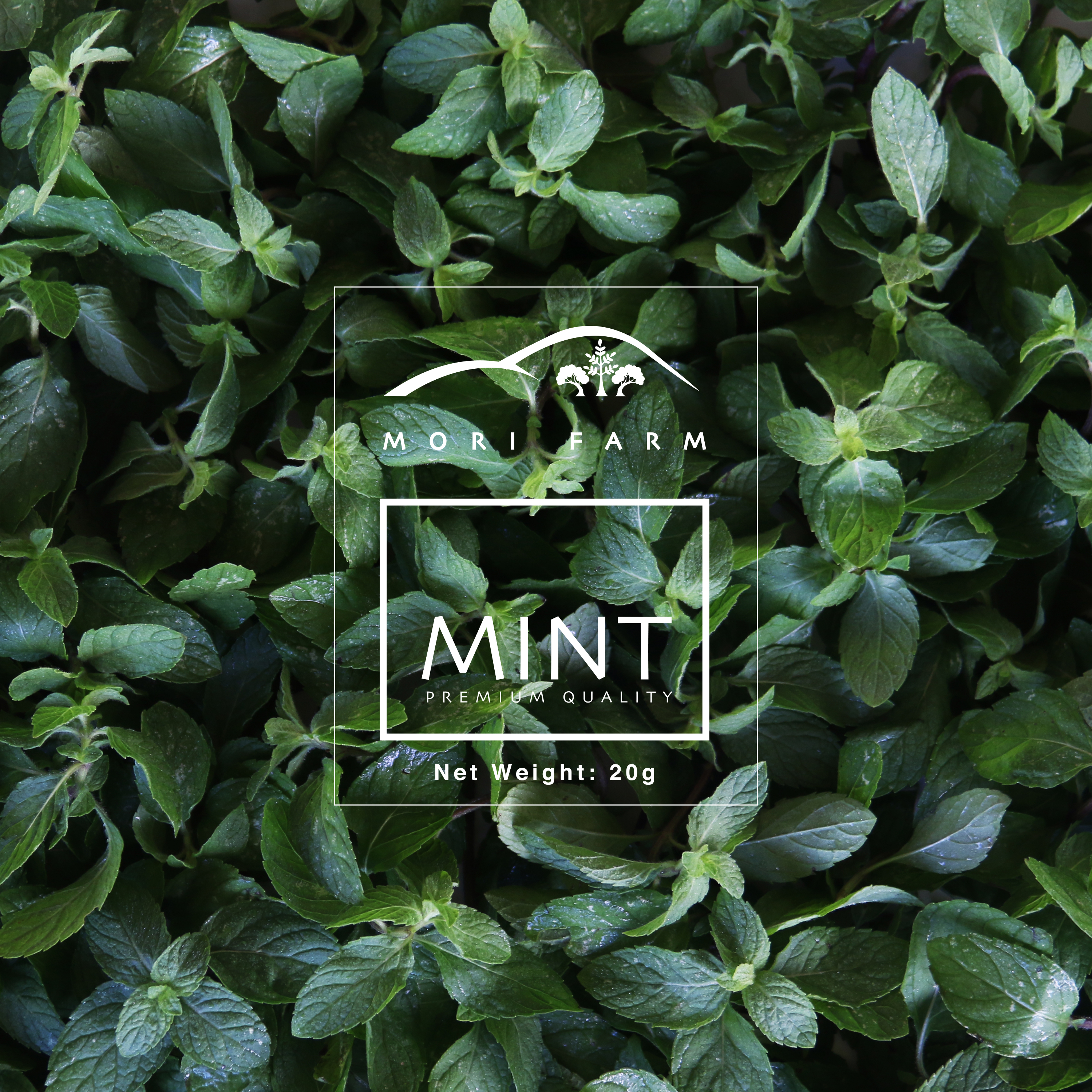 Mint