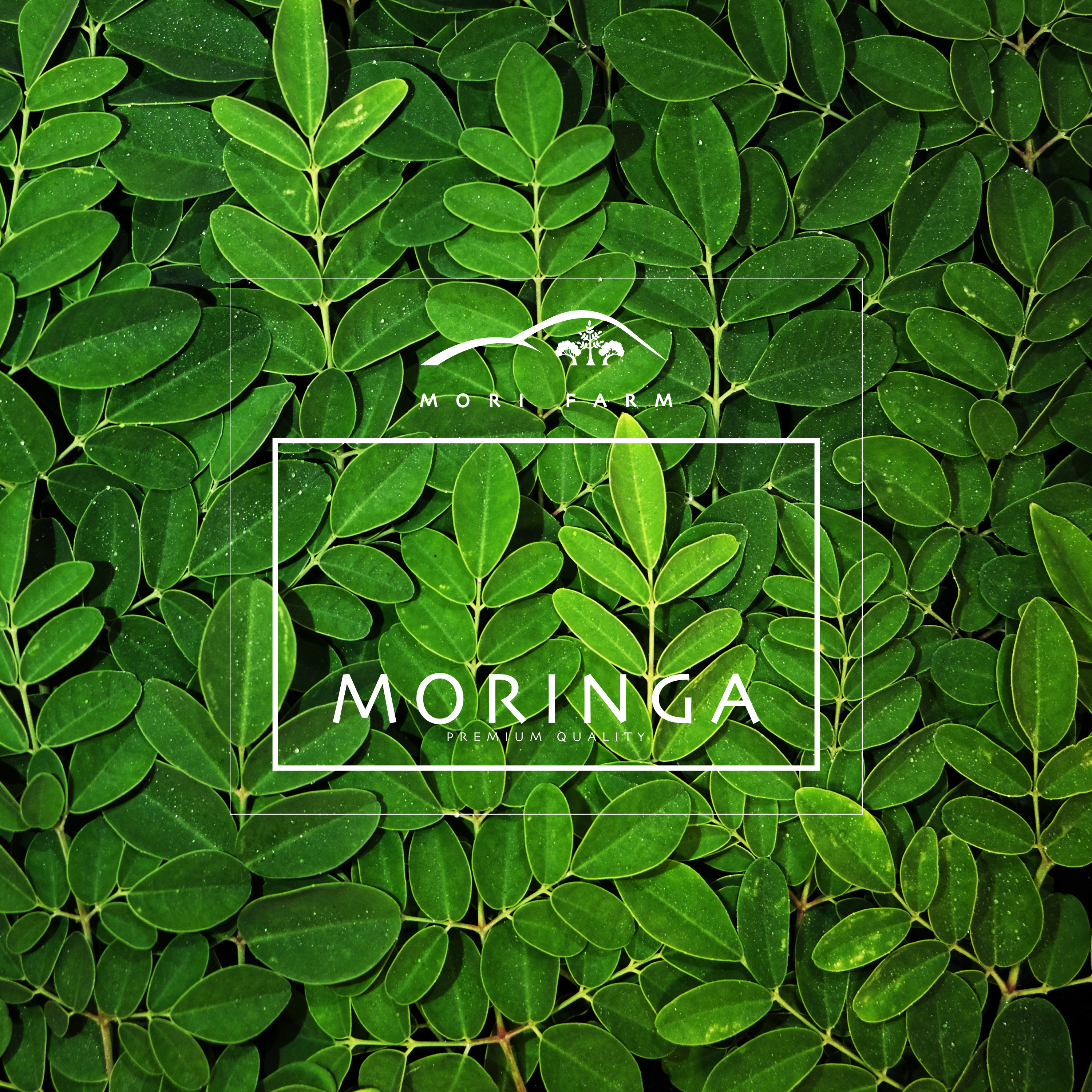 Moringa Oleifera